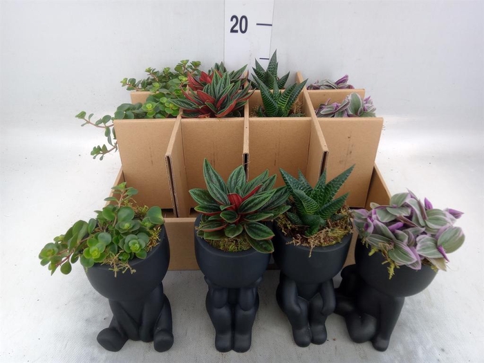 <h4>Arr.   Kamerplant Groen L%</h4>