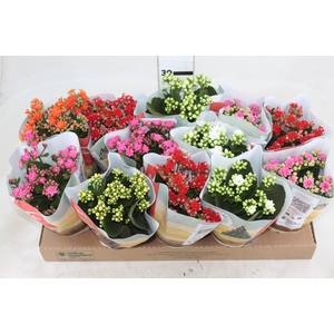 KALANCHOE DOBRADO P11