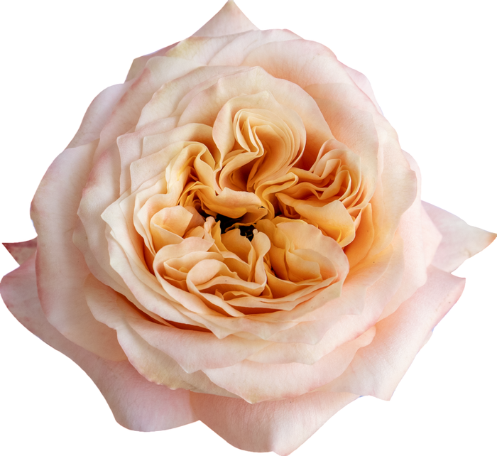 R Gr Melon Xpression 50cm EC