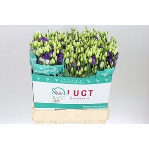 Eust Du Rosita Blue