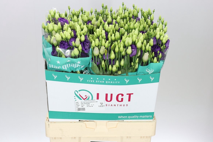 <h4>Eust Du Rosita Blue</h4>