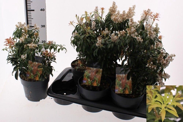 <h4>PIERIS JA BONFIRE</h4>