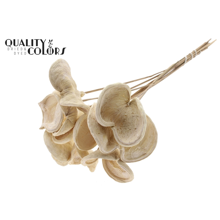 <h4>Badam on stem Bleached</h4>