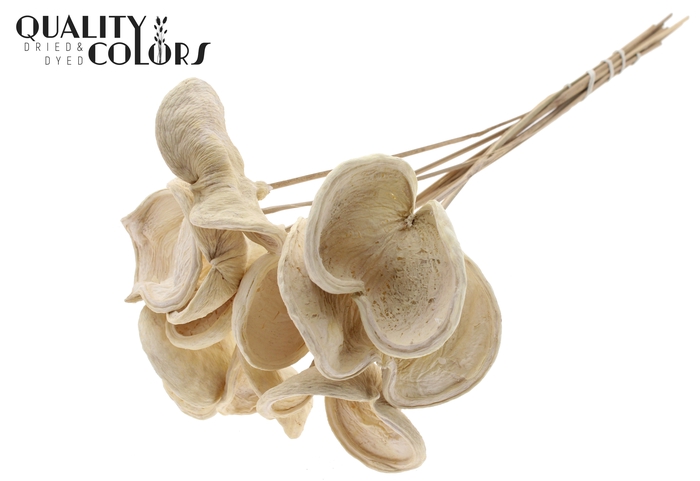 <h4>Badam On Stem Bleached</h4>