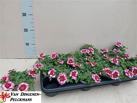 <h4>Verbena Ma Magic Rose</h4>