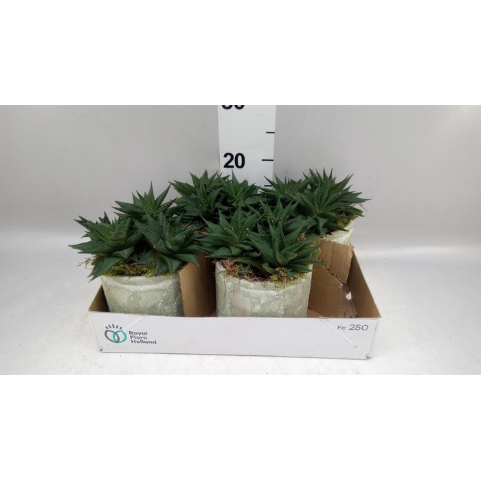 <h4>Arr.   Kamerplant Groen L%</h4>