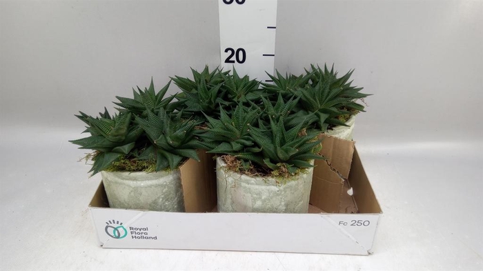 Arr.   Kamerplant Groen L%