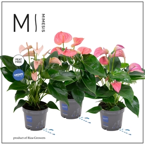 Mimesis Anthurium KARMA Pink mix - 12 cm