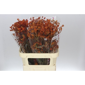 Anigozanthos Orange Fever