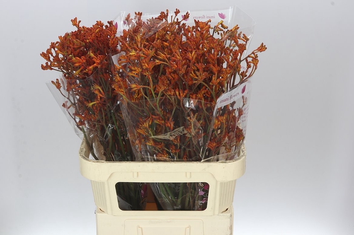 <h4>Anigozanthos Orange Fever</h4>