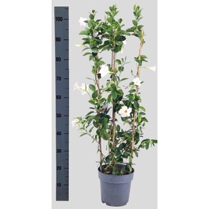 MANDE SUN WHITE