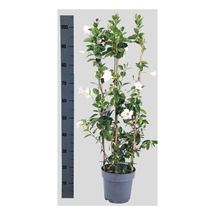 <h4>MANDE SUN WHITE</h4>