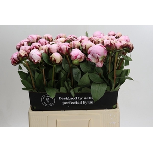 Paeonia Reine Hortense XXL