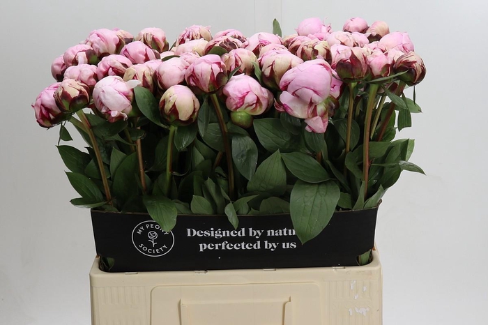 <h4>Paeonia Reine Hortense XXL</h4>