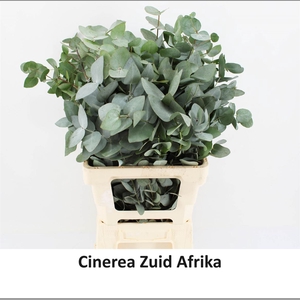 Euca Cinerea 150gr P Bunch S A