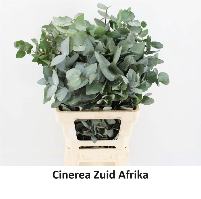 <h4>Euca Cinerea 150gr P Bunch</h4>