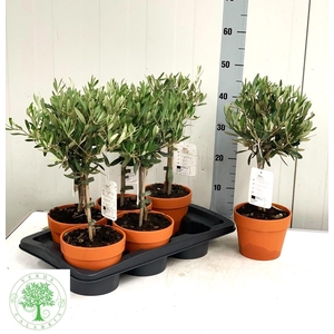 OLEA EUROPAEA