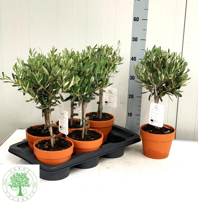 <h4>OLEA EUROPAEA</h4>