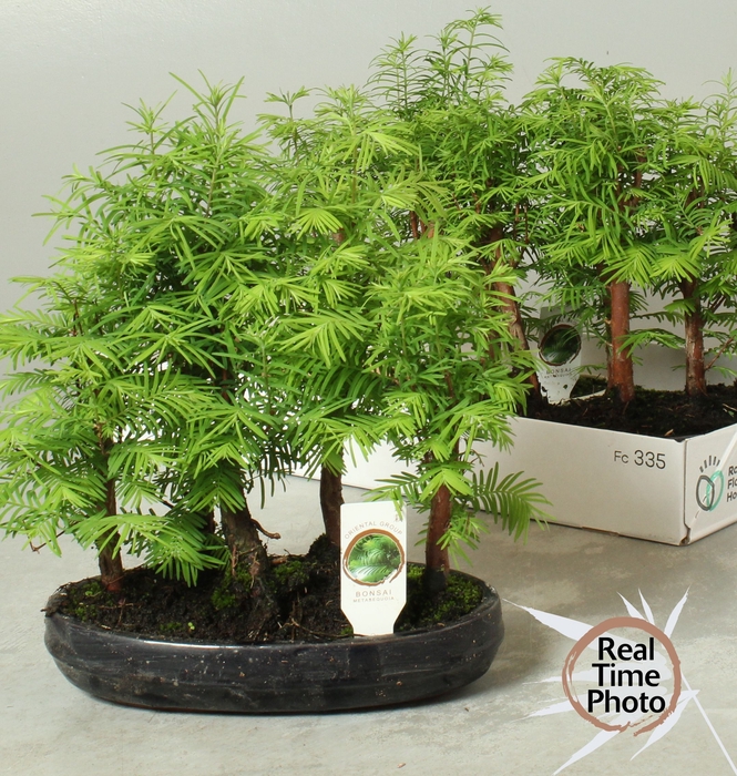 <h4>Bonsai Ov</h4>