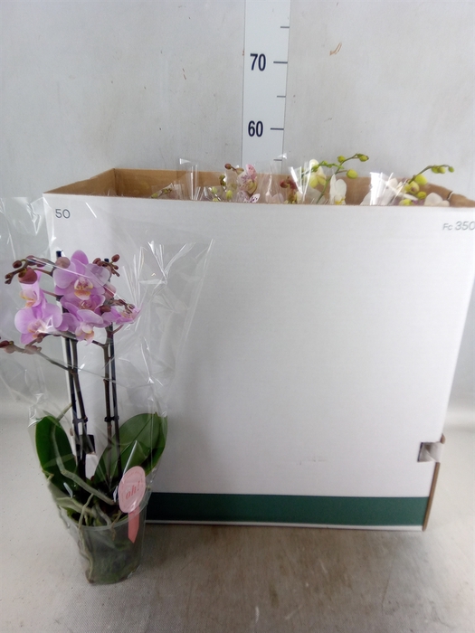 <h4>Phalaenopsis multi.   ...mix 10</h4>