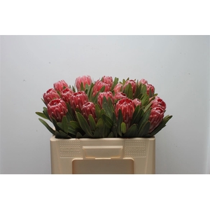 PROTEA LANCELOT