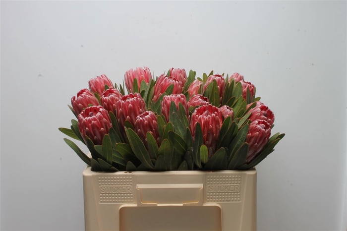 <h4>PROTEA LANCELOT</h4>