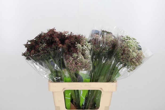 <h4>Daucus Carota</h4>