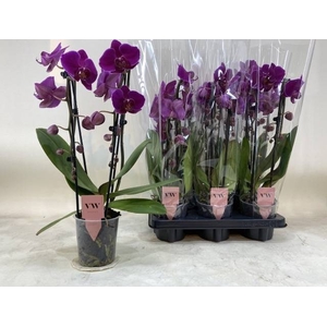 PHAL OV PAARS