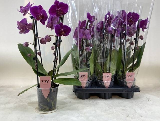 <h4>PHAL OV PAARS</h4>