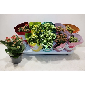 Kalanchoe Double Deluxe Mix Stadium