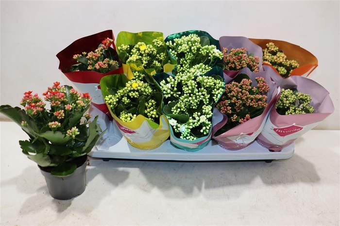 <h4>Kalanchoe Double Deluxe Mix Stadium</h4>