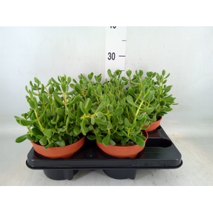 Crassula   ...