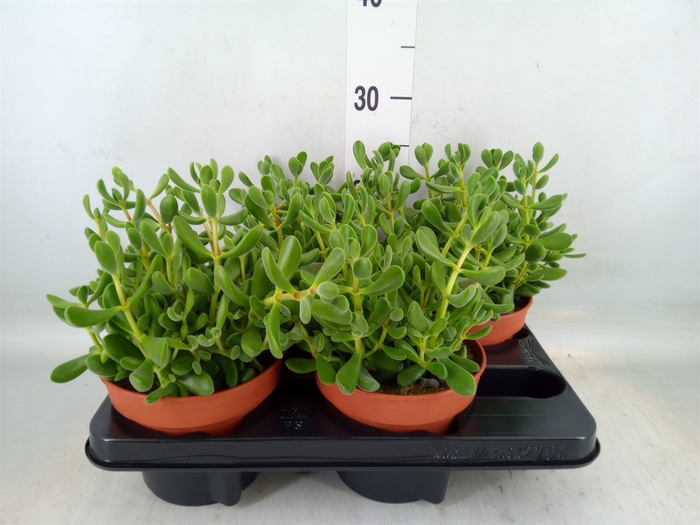 <h4>Crassula   ...</h4>