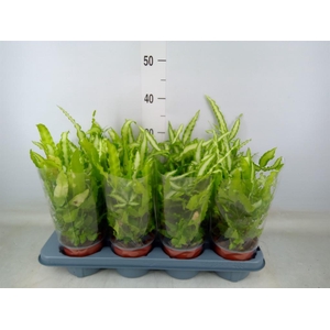 Pteris cretica 'Albolineata'