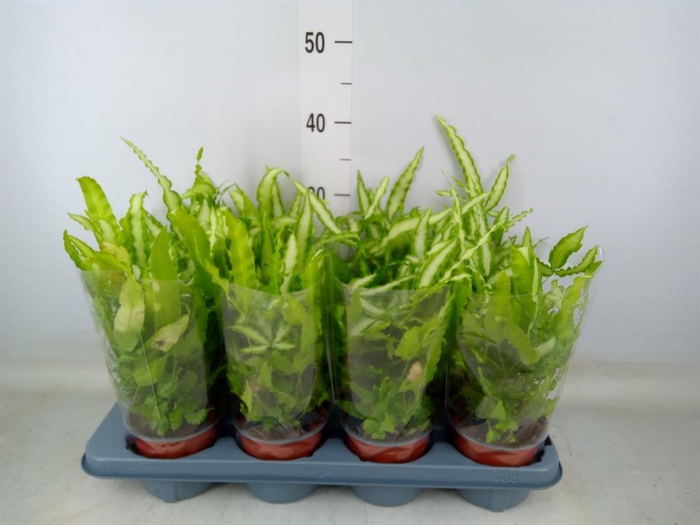 <h4>Pteris cretica 'Albolineata'</h4>