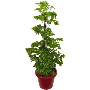 ARVORE DA FELICIDADE P17 MACHO