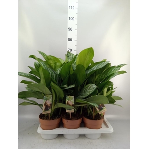 Aglaonema   ...