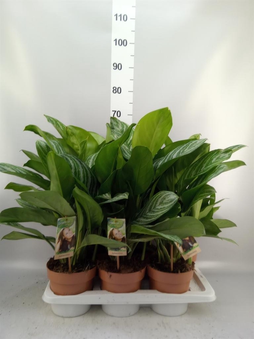<h4>Aglaonema   ...</h4>