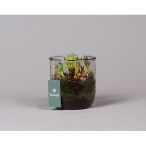Glazen pot Dirk met Narcis D15 H20