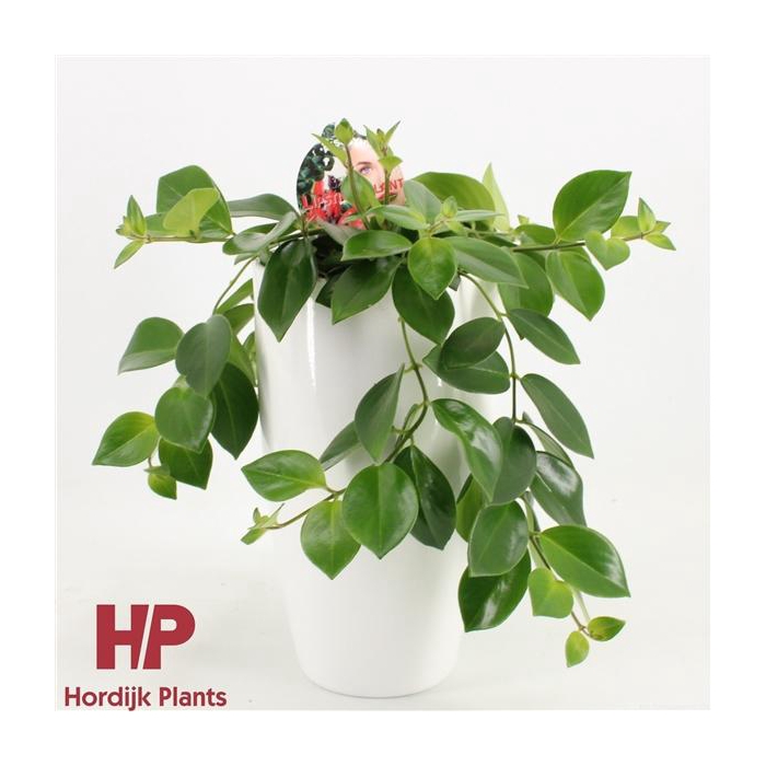 <h4>Aeschynanthus Mona Lisa Keramiek Wit</h4>