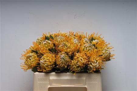 <h4>Leuco Super Gold</h4>