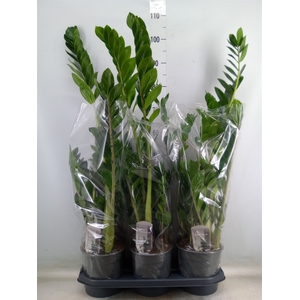Zamioculcas zamiifolia