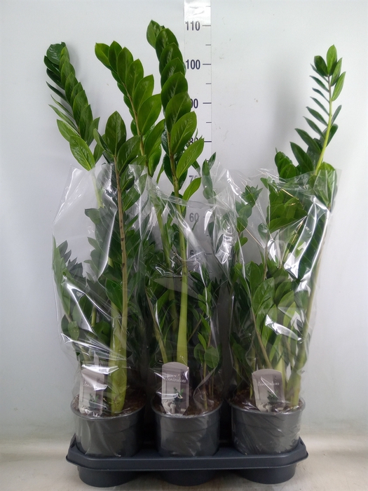 <h4>Zamioculcas zamiifolia</h4>