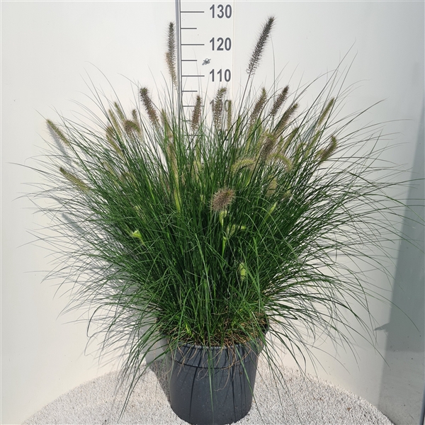 <h4>Pennisetum Alo. Hameln P40</h4>