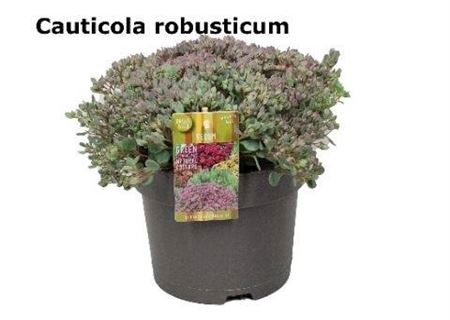 <h4>Sedum Cau Robusticum</h4>