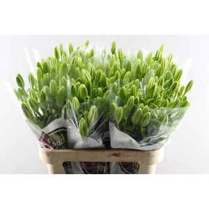 Li La Scansano (wit)