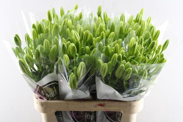 <h4>Li La Scansano (wit)</h4>