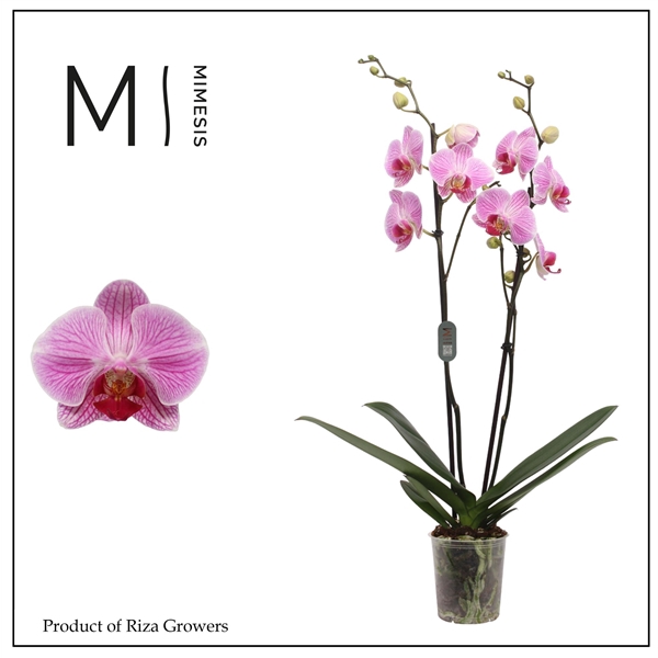 <h4>Mimesis Phal. Cleveland - 2 spike 12cm</h4>