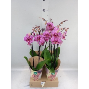 Phalaenopsis   ...lilac