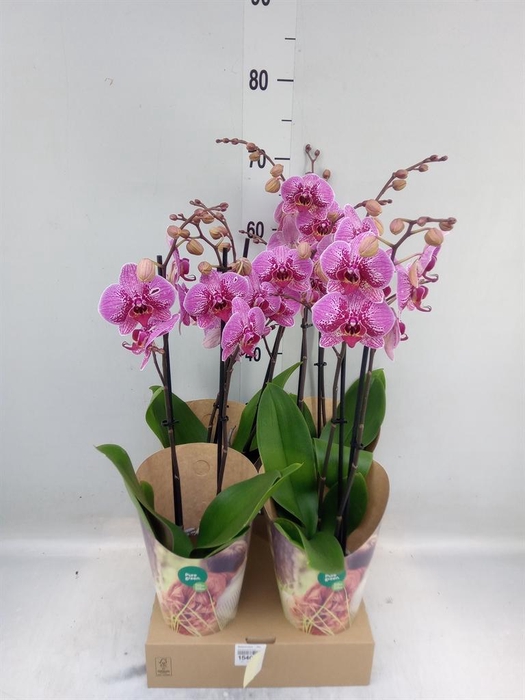 <h4>Phalaenopsis   ...lilac</h4>